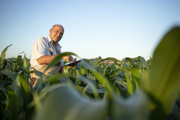 O banco negou a renegociação da minha dívida rural. E agora?